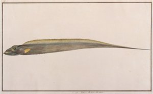 Grootkop Haarstaart, uit Tekeningen van Vissen van Malakka, c.1805-18 door Chinese School